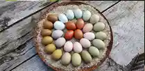 Naturbunte Eier Rabattcode 